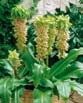 Eucomis BICOLOR
